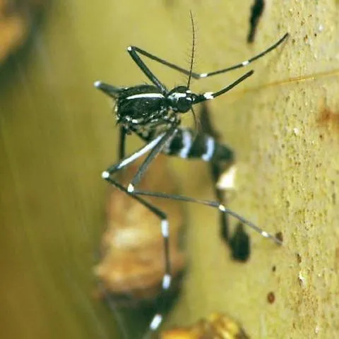 thumbnail for publication: Chikungunya